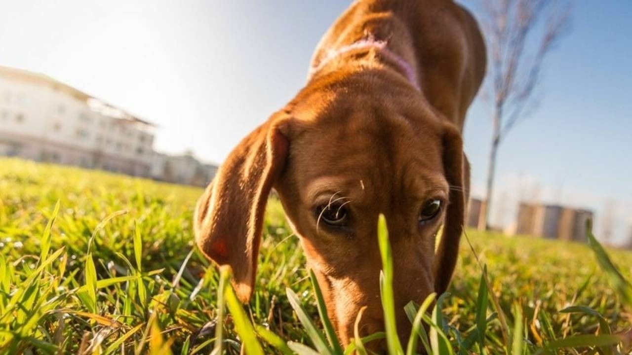 To Sniff or Not To Sniff: Why Sniffing Is Important To Dogs?