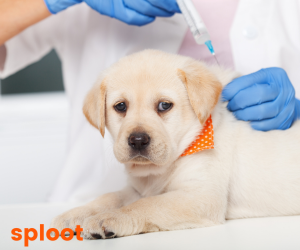 Dog Vaccination Schedule Guide for Every Dog Owner