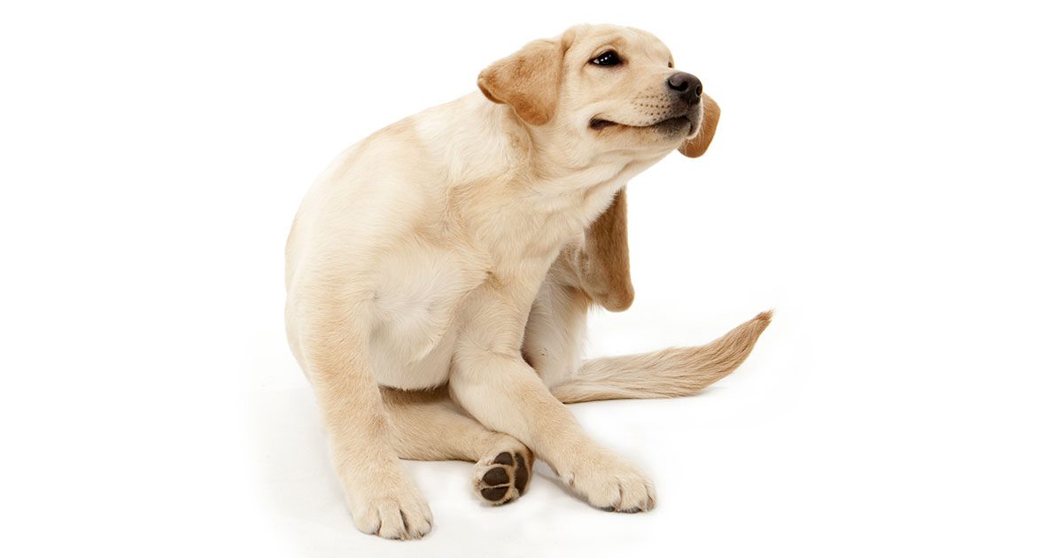 How to Relieve Dog Itching After Grooming?