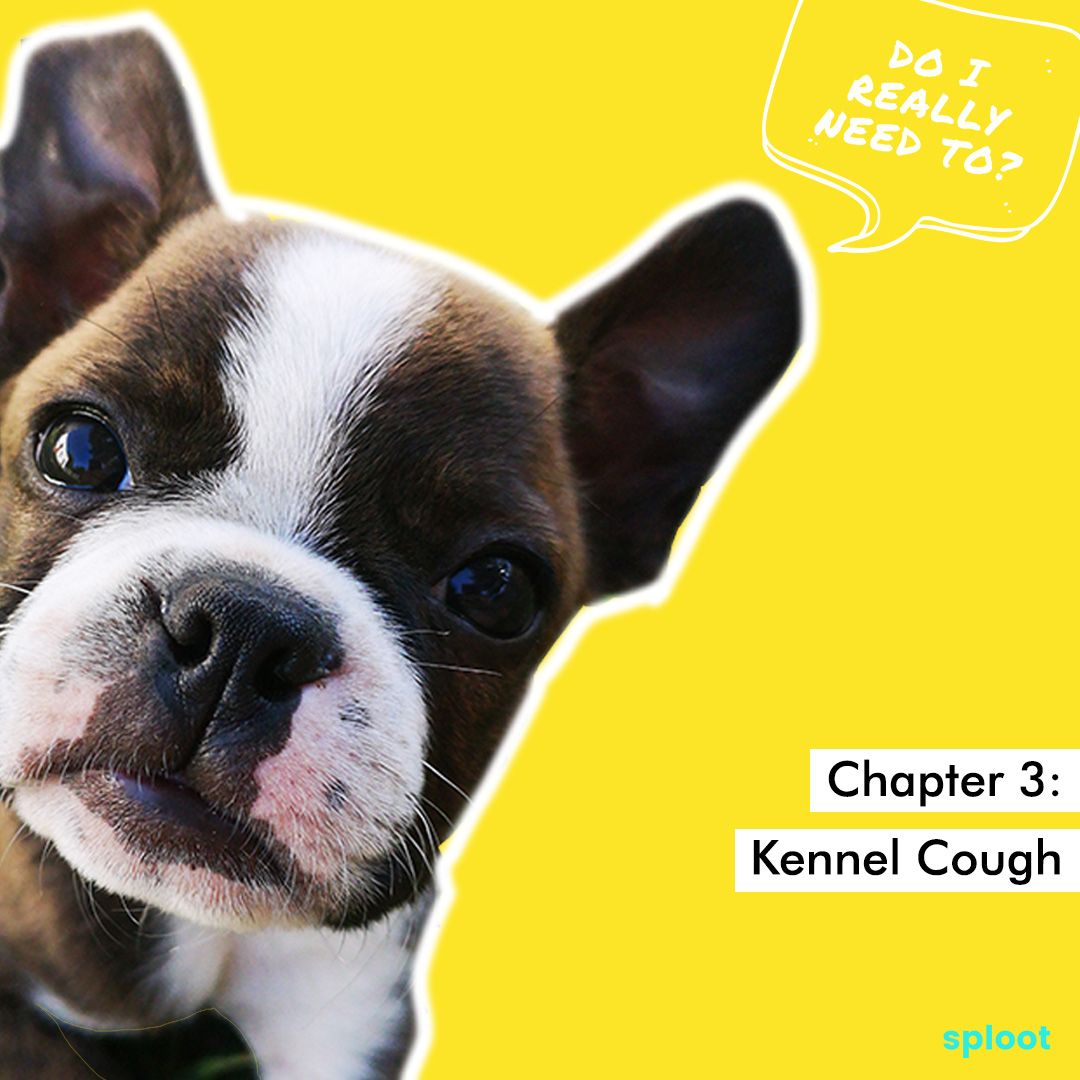 Do I Really Need To? Chapter 3: Kennel Cough