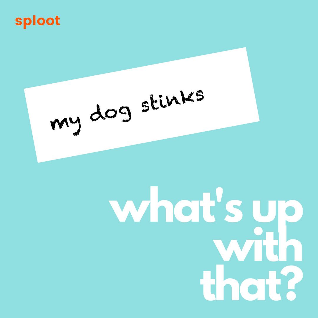What's Up With That: My Dog Stinks!