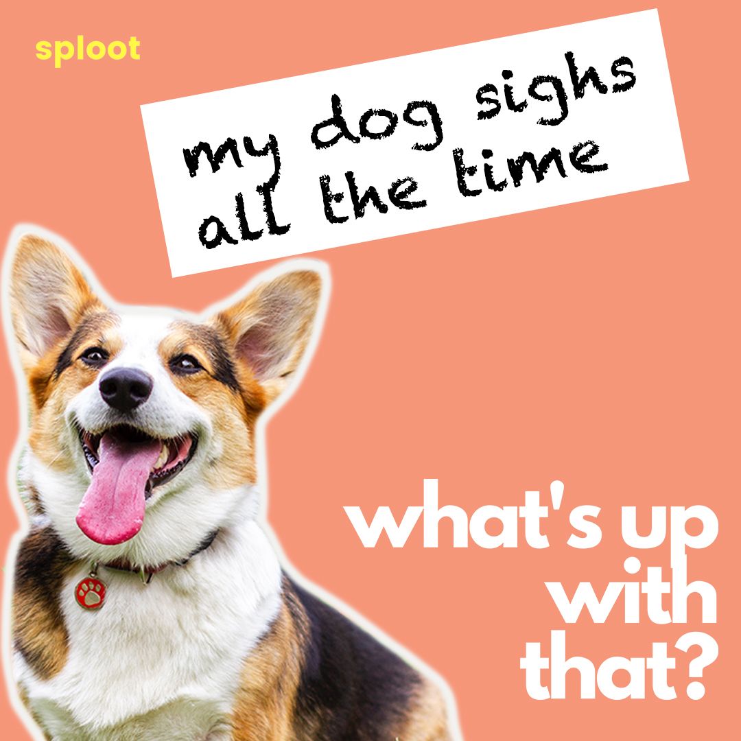 Why Do Dogs Sigh? A Closer Look at Common Dog Gestures