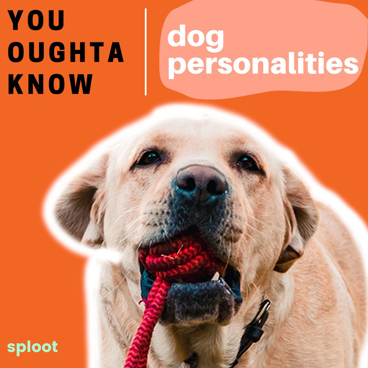 A Closer Look at the Different Dog Personalities