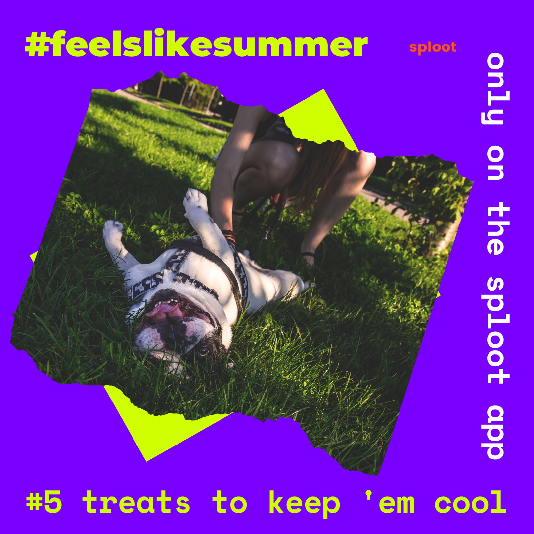 Top 5 Best Summer Treats For Dogs