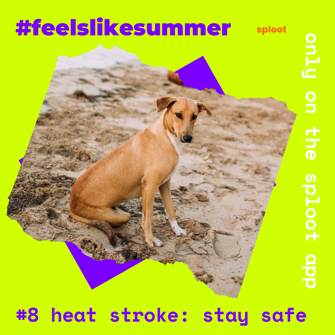Signs of Heatstroke in Dogs and How You Can Prevent It