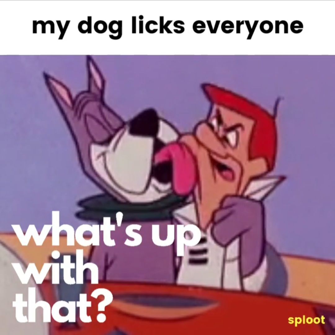 Why do dogs lick?