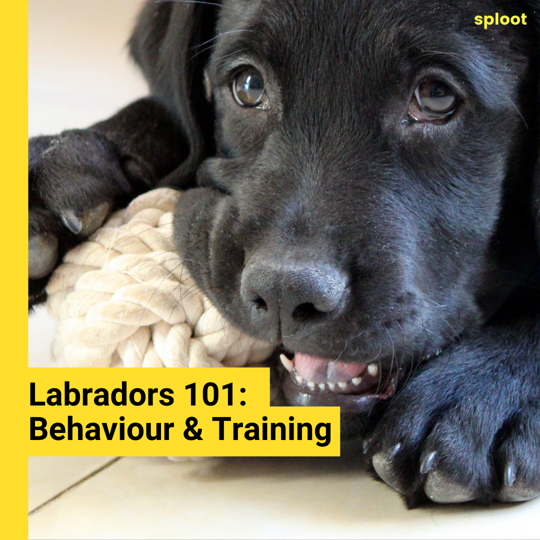 Labrador Behaviour: Quick to Train!
