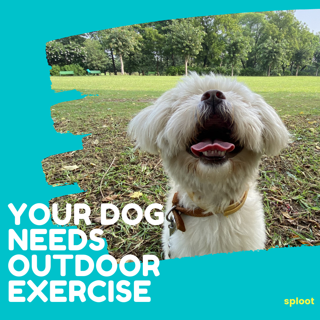 4 REASONS WHY YOUR DOG NEEDS OUTDOOR EXERCISE