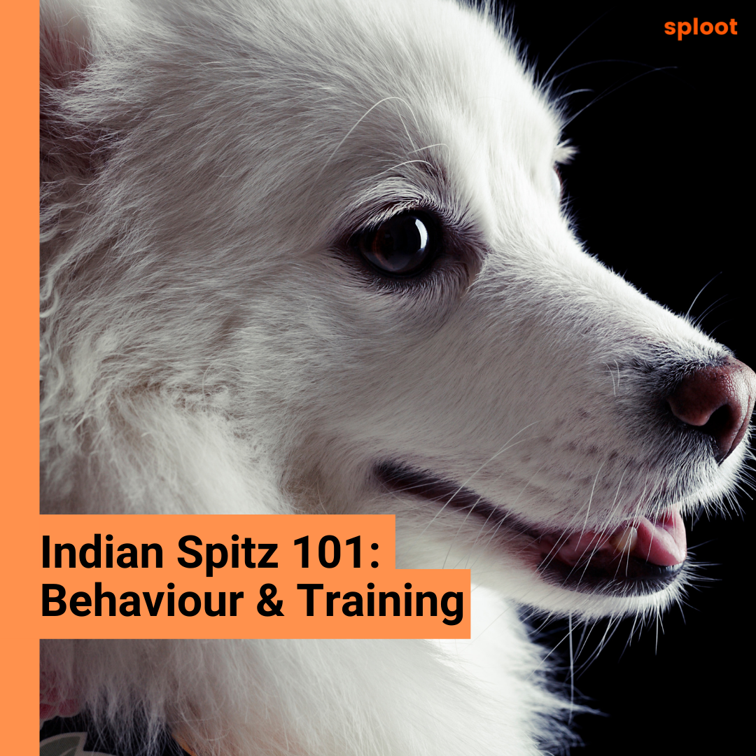 Indian Spitz: How to train them?
