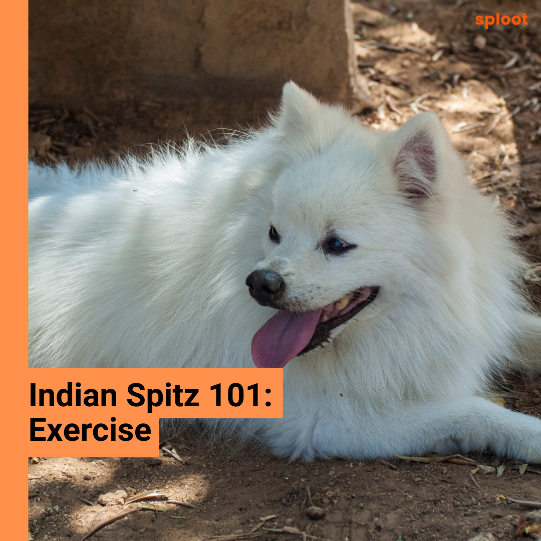 Indian Spitz: All About Exercise