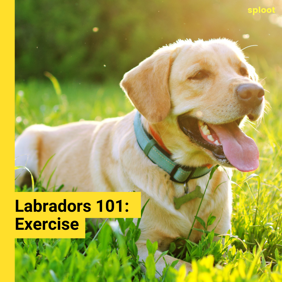 Labradors Need Exercise: how much and how long?