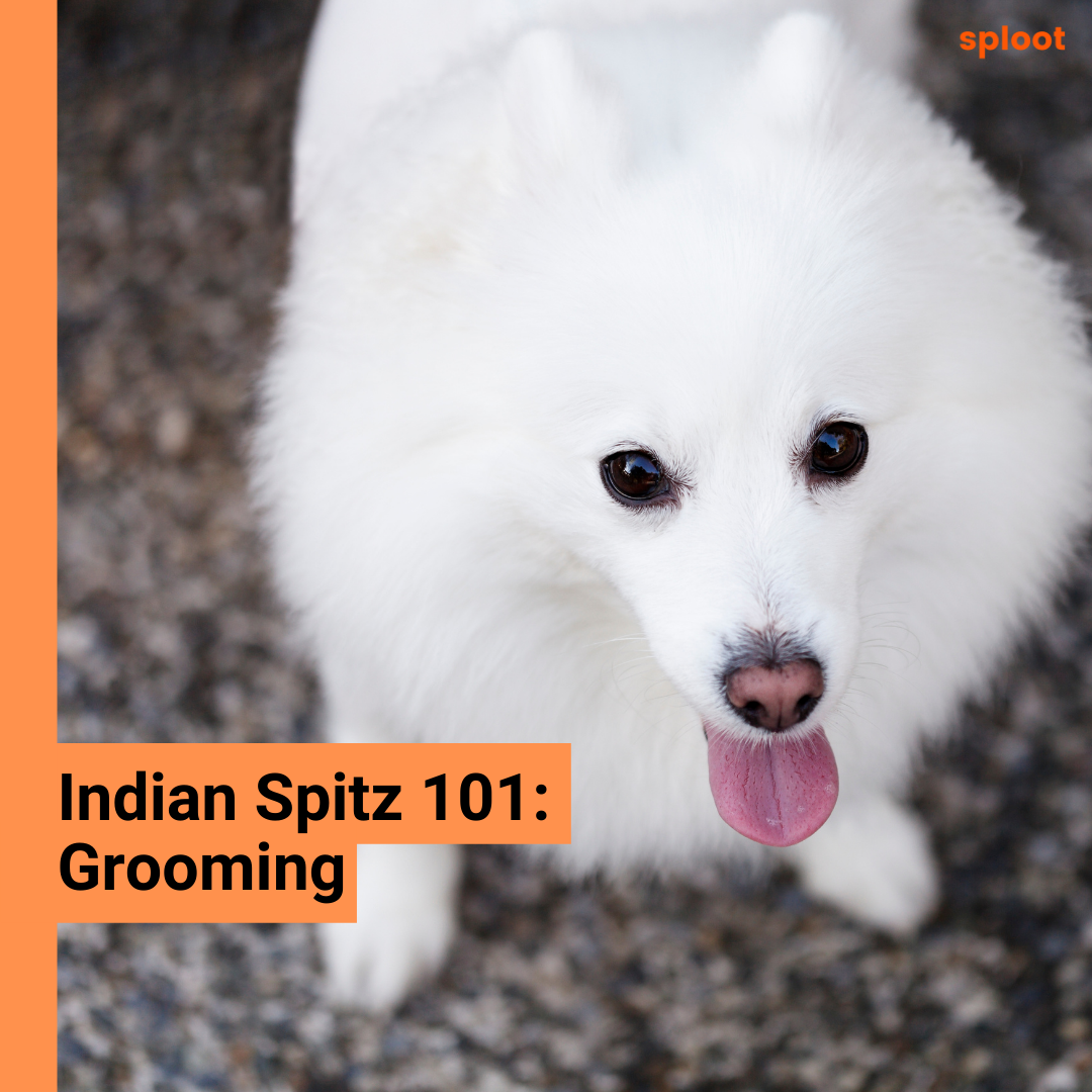 Indian Spitz: Grooming in Important!