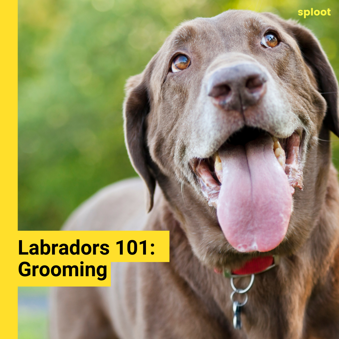 Labradors Need Grooming: What, How Often?