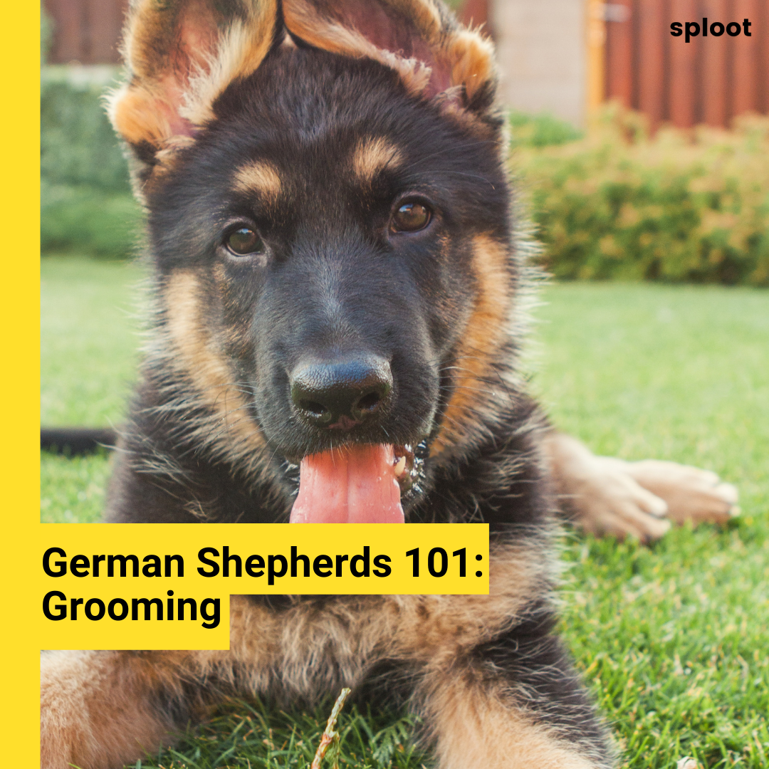 German Shepherd: Grooming