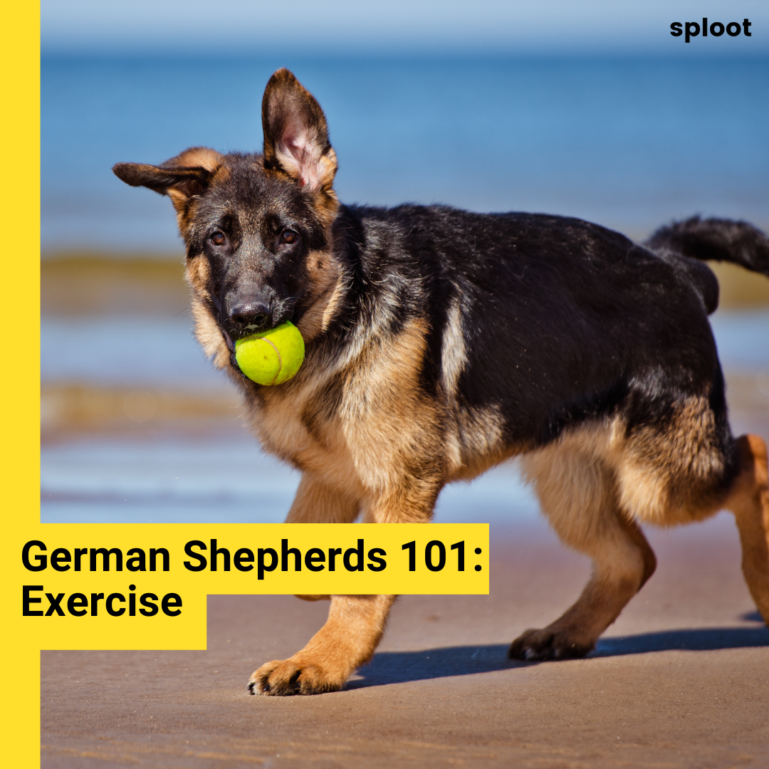 Exercising a German Shepherd