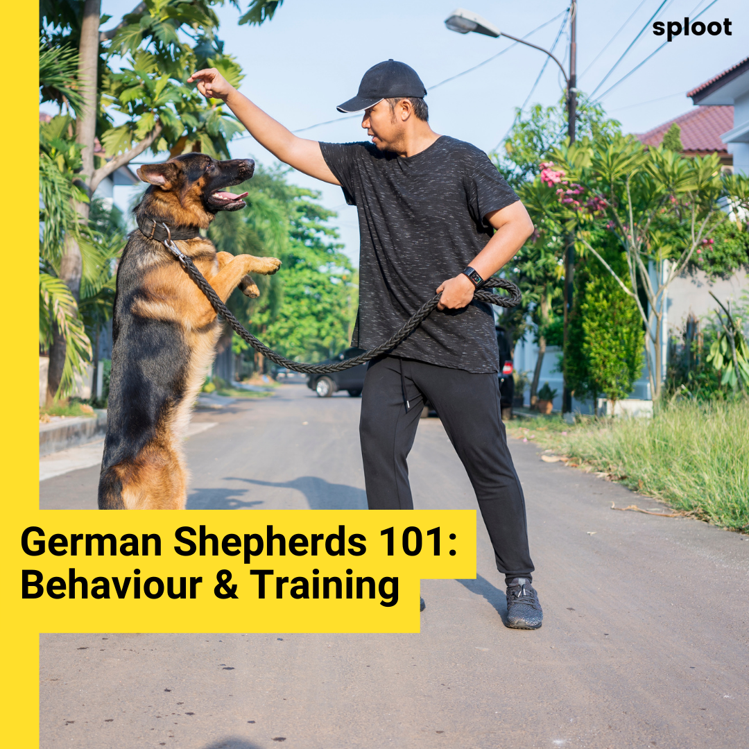 German Shepherd: Behaviour and Training