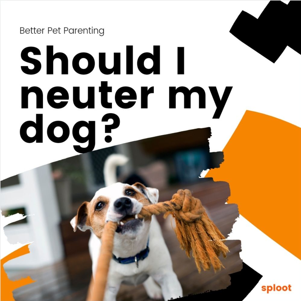 Should You Neuter/Spay Your Dog?