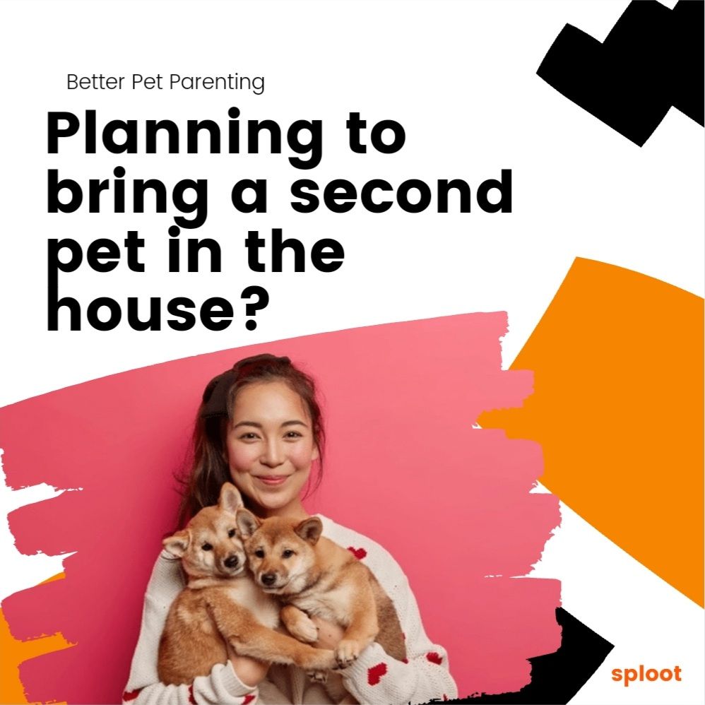 Bringing Another Pet Home? Here's How To Get Ready!