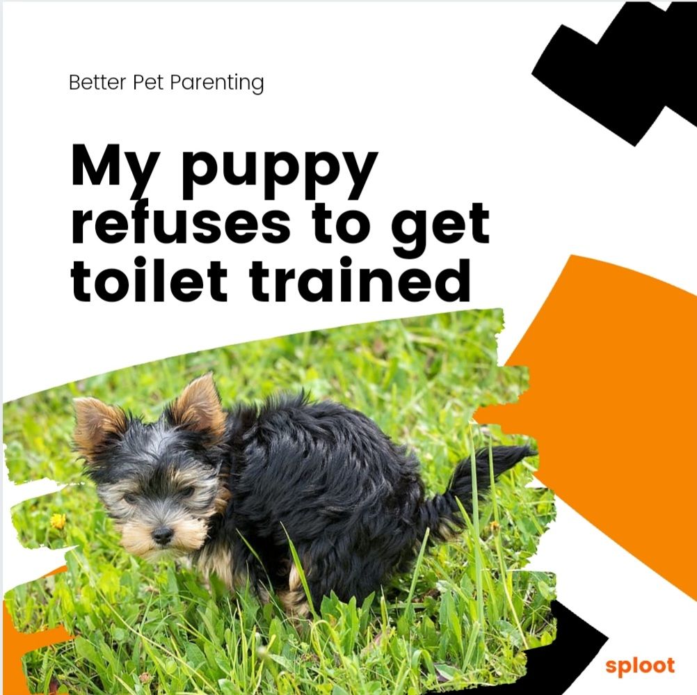My puppy refuses to get toilet trained