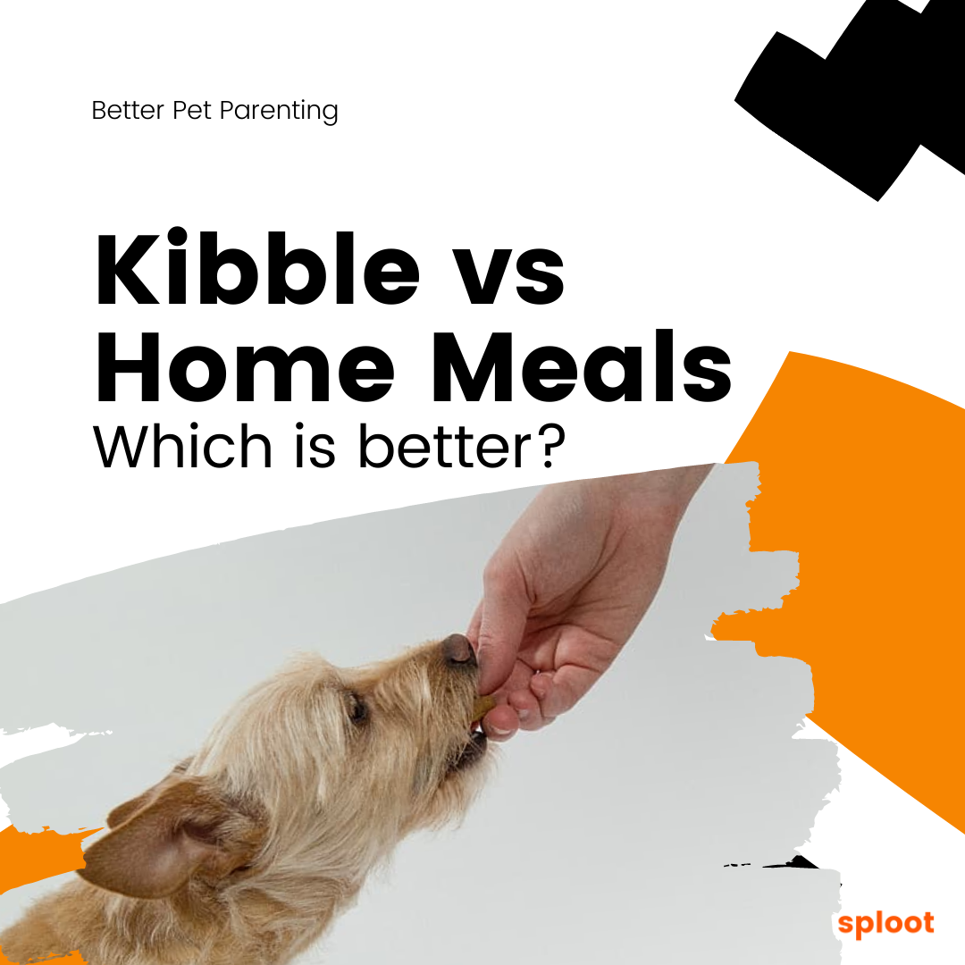 Kibble vs Homemade food. Which is better?