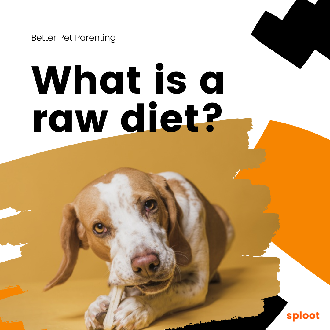 What is a raw diet? Should I put my dog on it?
