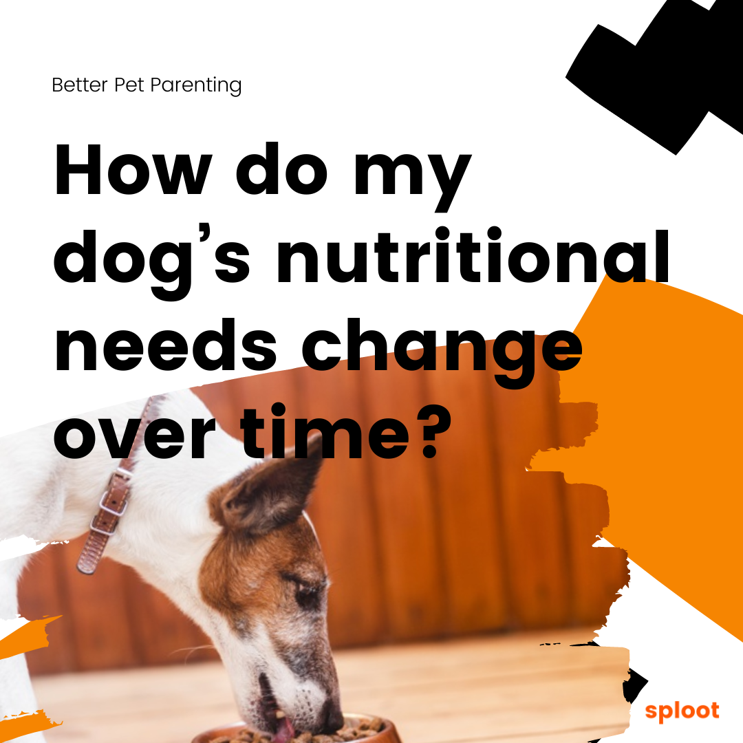 How Do My Dog’s Nutritional Needs Change Over Time?
