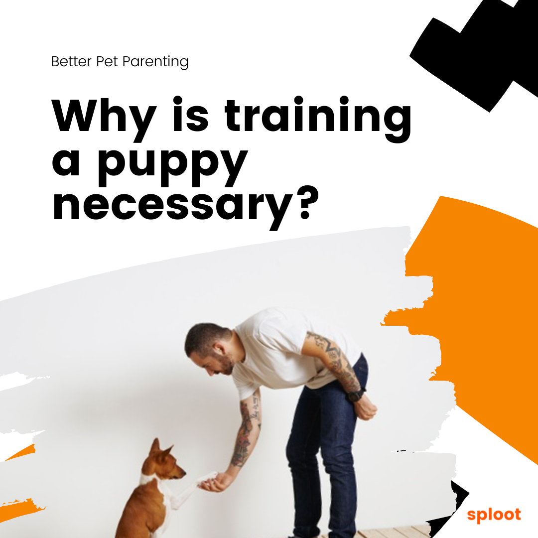 Dog Training is a Necessity: Here's Why
