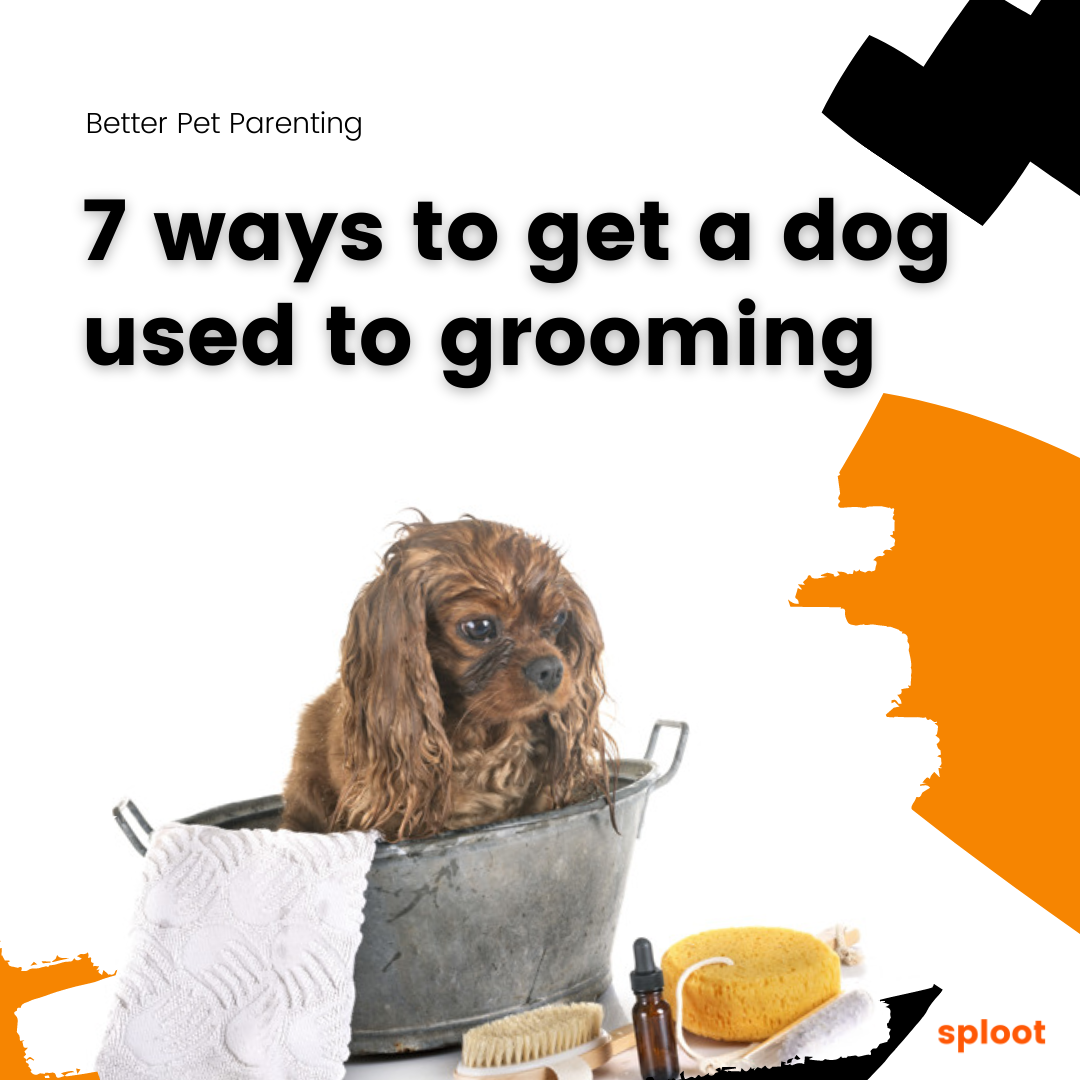 How can I get my dog used to grooming or ‘handling’? - Seven easy tricks