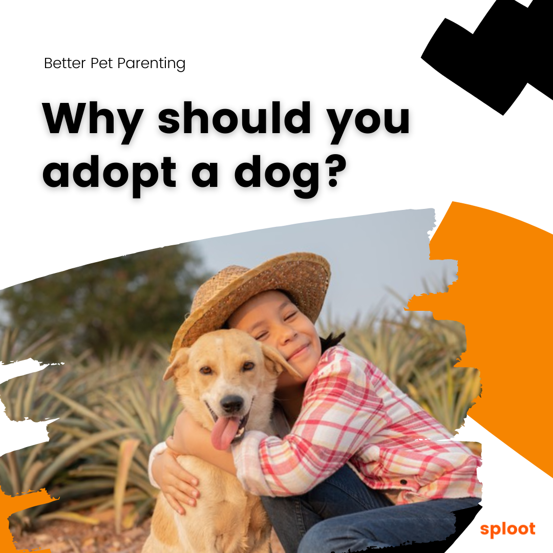 Why should you adopt a dog?