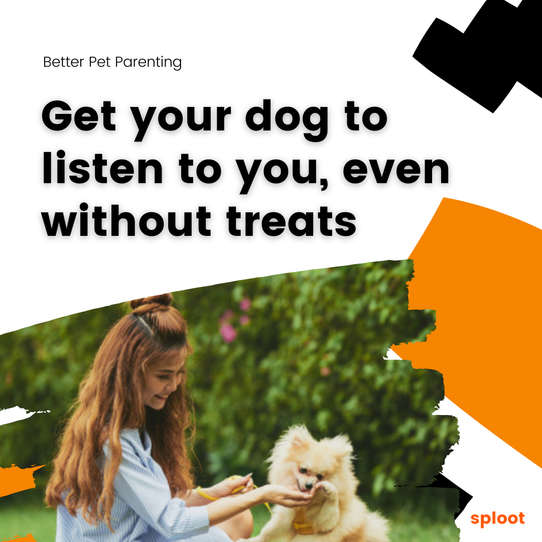 How to get your dog to listen to you, even without treats?