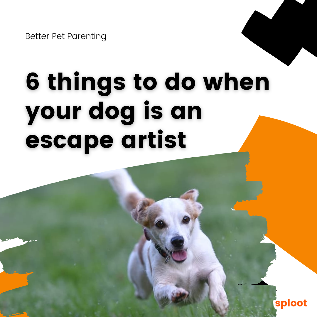 6 things to do when your dog is an escape artist