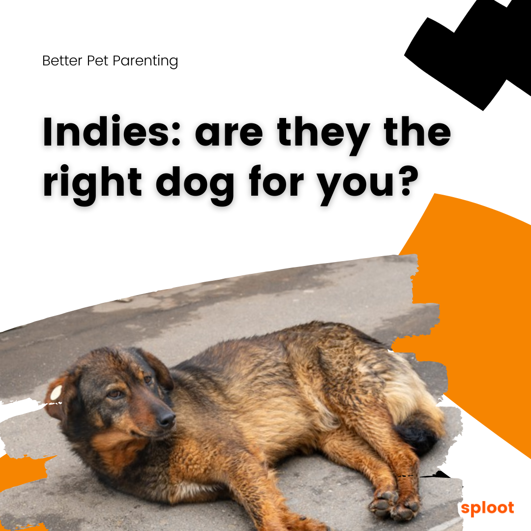 Indies: are they the right dog for you?