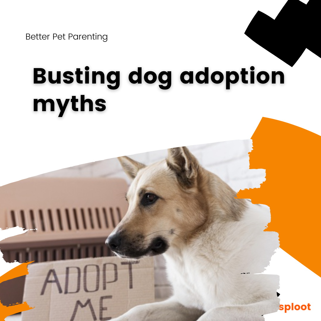 Busting dog adoption myths