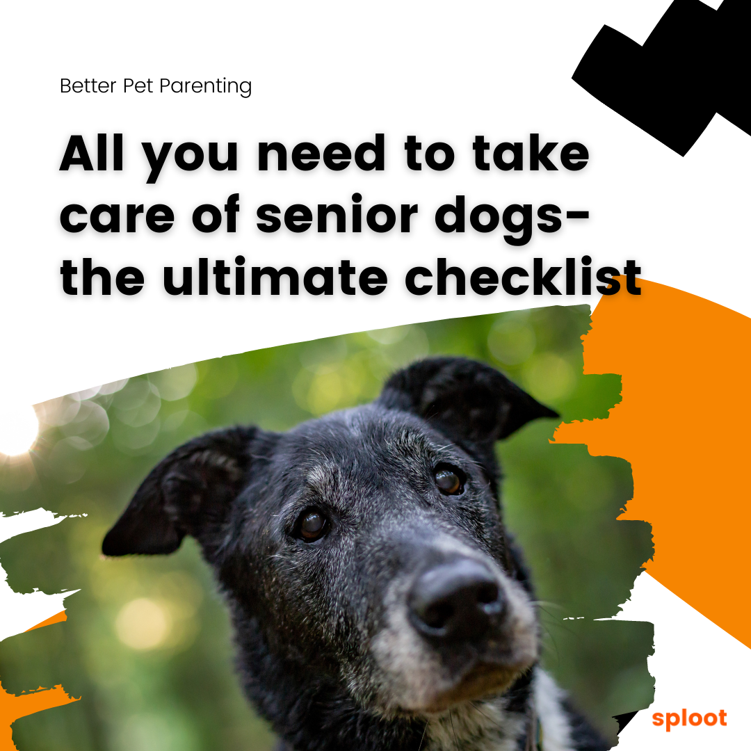 All you need to take care of senior dogs: The Ultimate Checklist