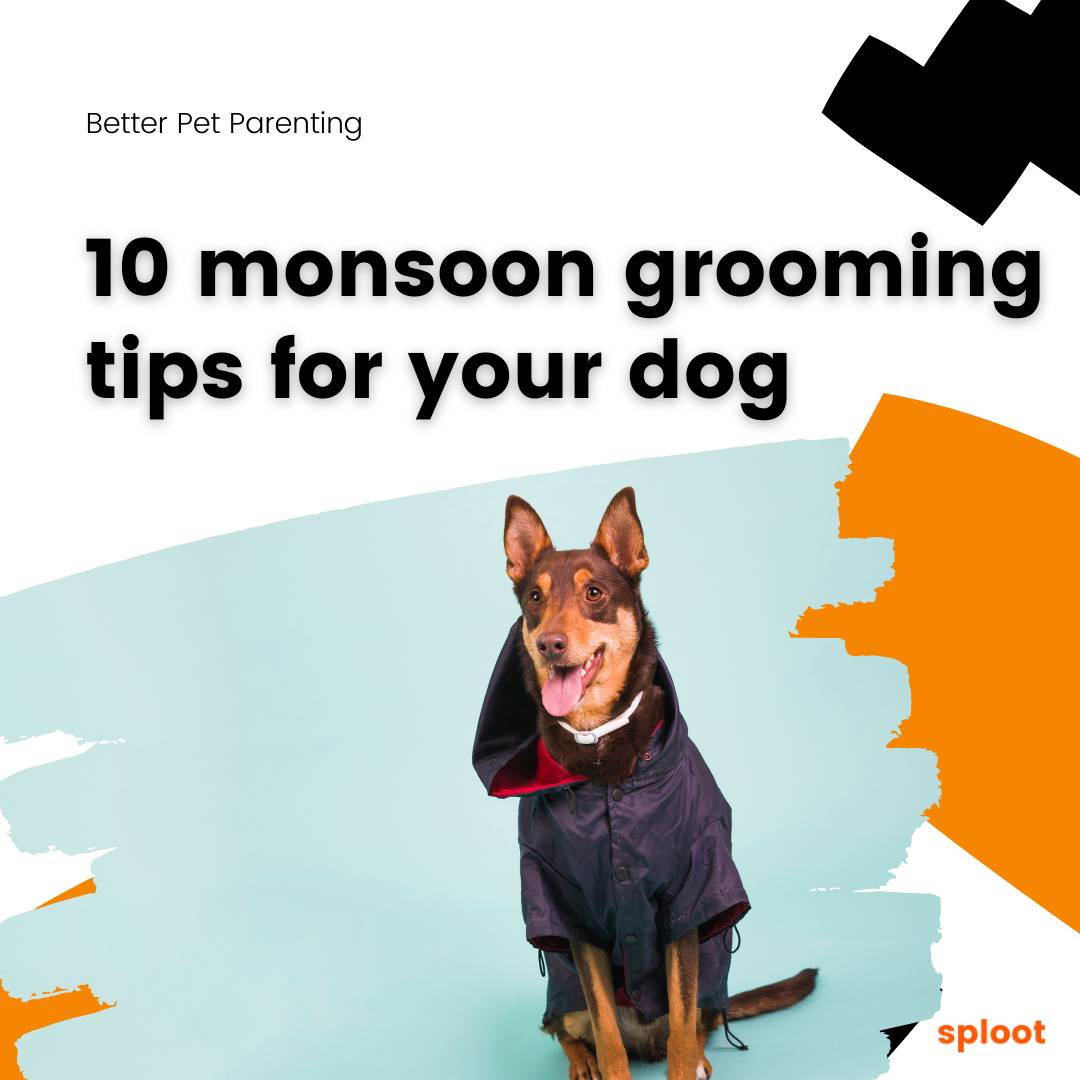 10 monsoon grooming tips for your dog