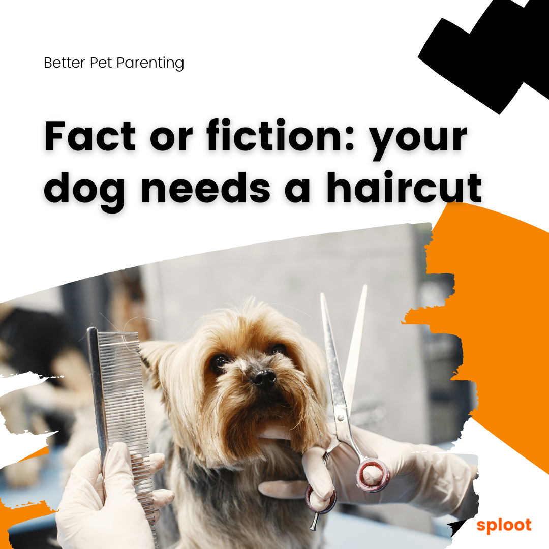 Fact or fiction: your dog needs a haircut