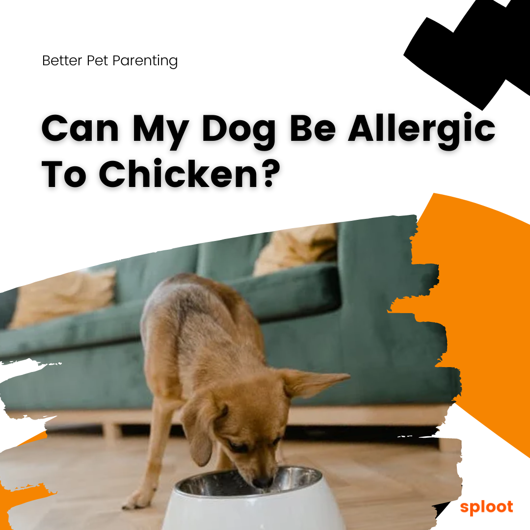 Can My Dog Be Allergic To Chicken?