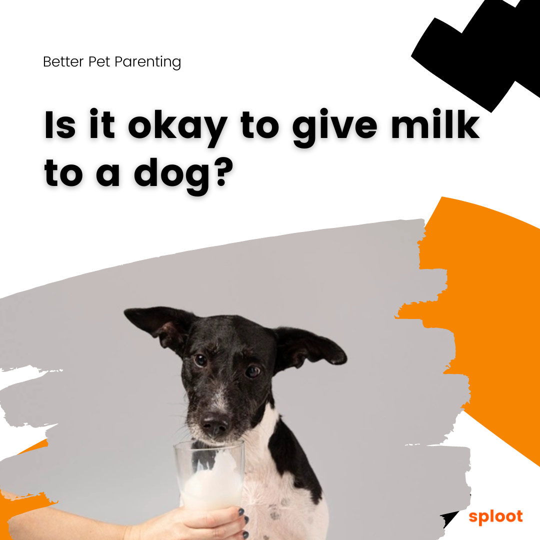 Is it Okay to Give Milk to a Dog?