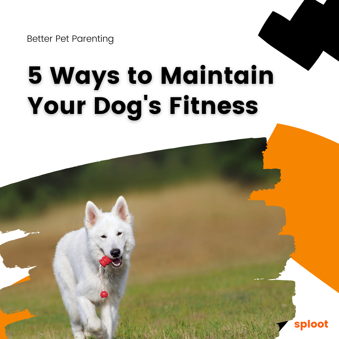 5 Ways to Maintain Your Dog's Fitness