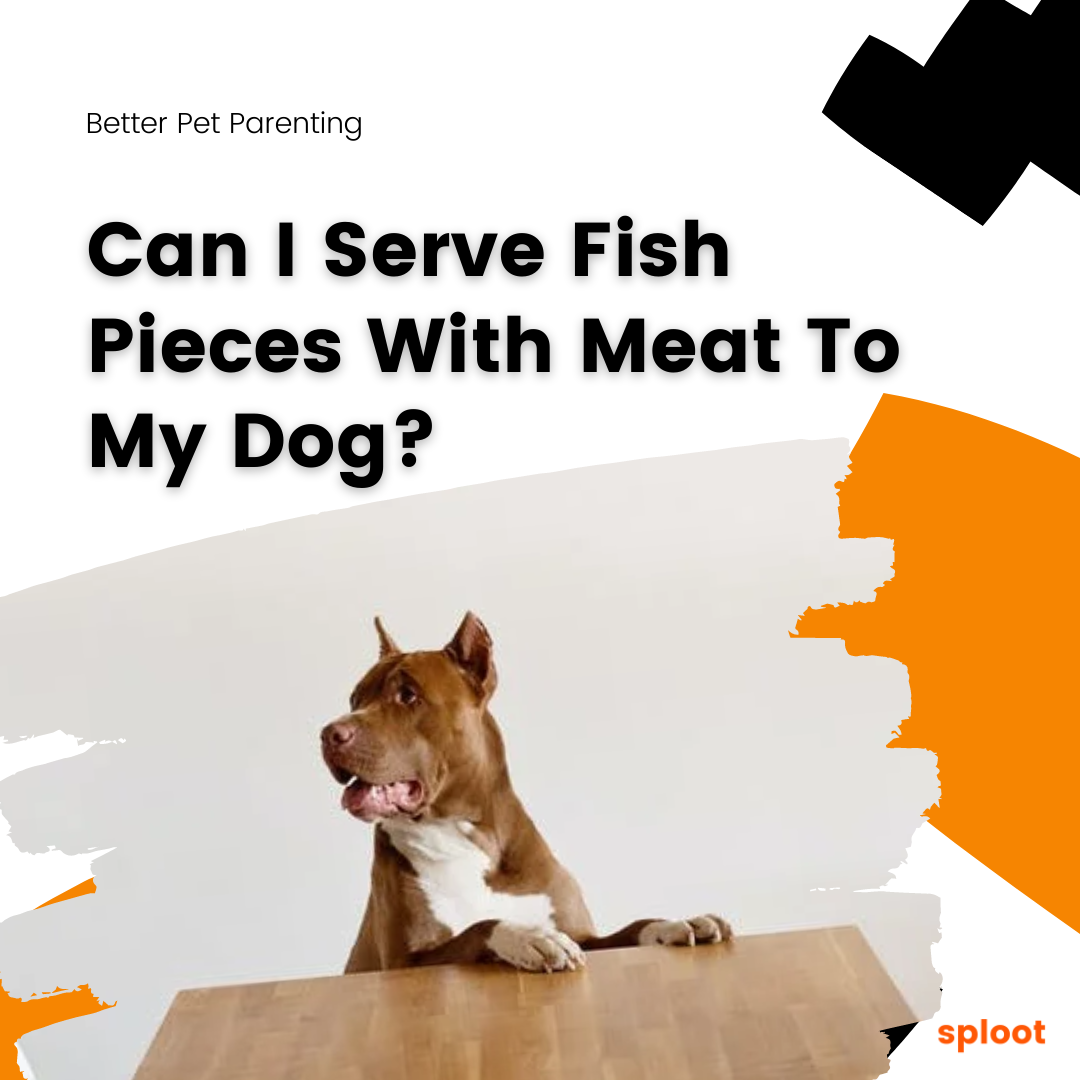 Can I Serve Fish Pieces With Meat To My Dog?