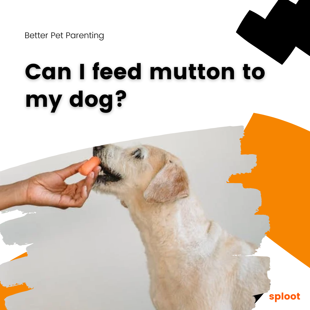 Can I Feed Mutton To My Dog?