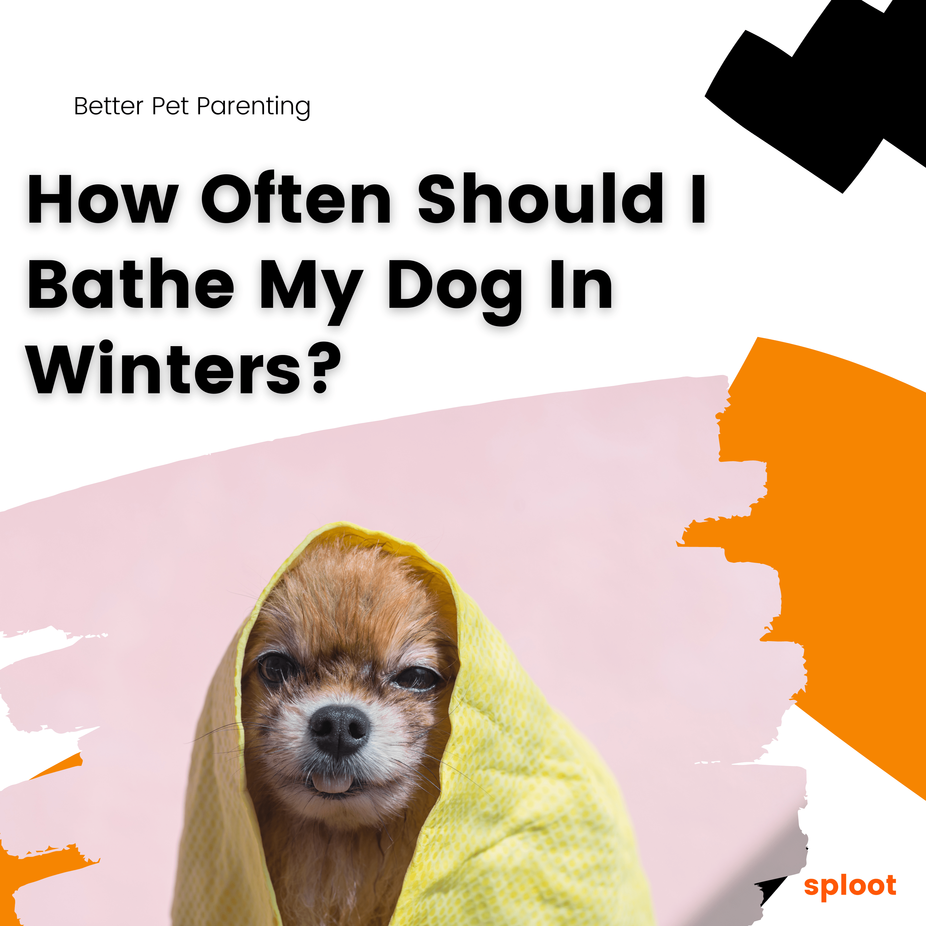 How Often Should You Bathe Your Dog In Winters?