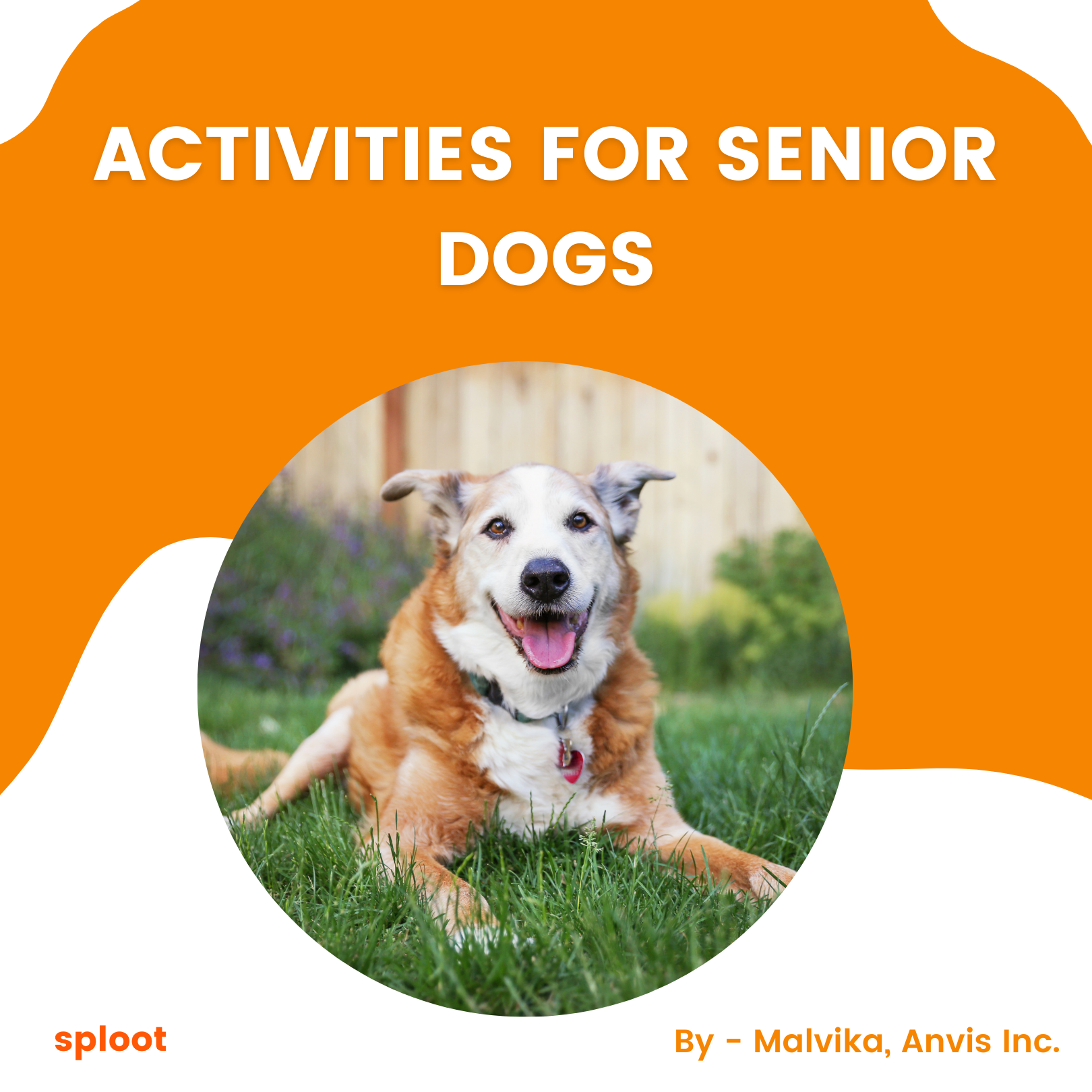 ACTIVITIES FOR SENIOR DOGS (7 Year & Above)