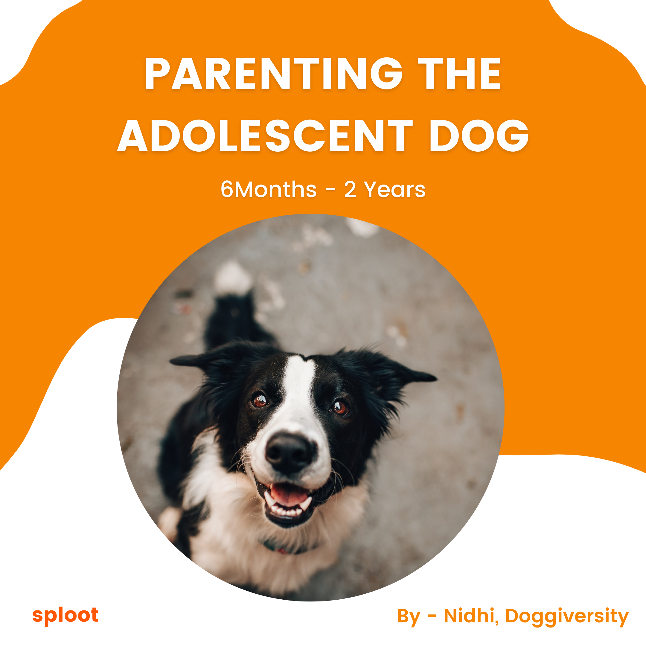 Parenting The Adolescent Dog (6Months-2Years)