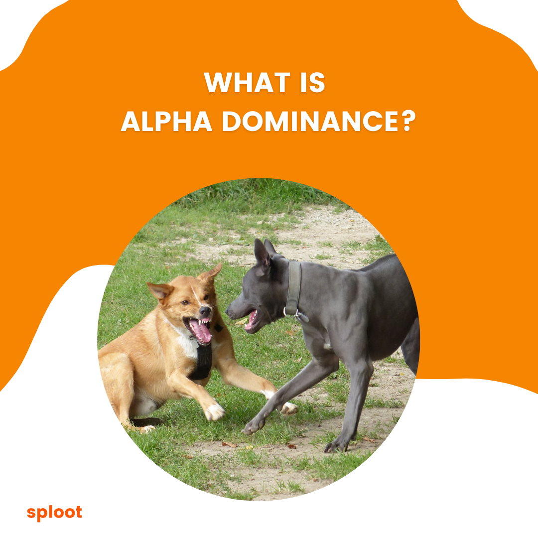 What is “Alpha”, “dominance”?