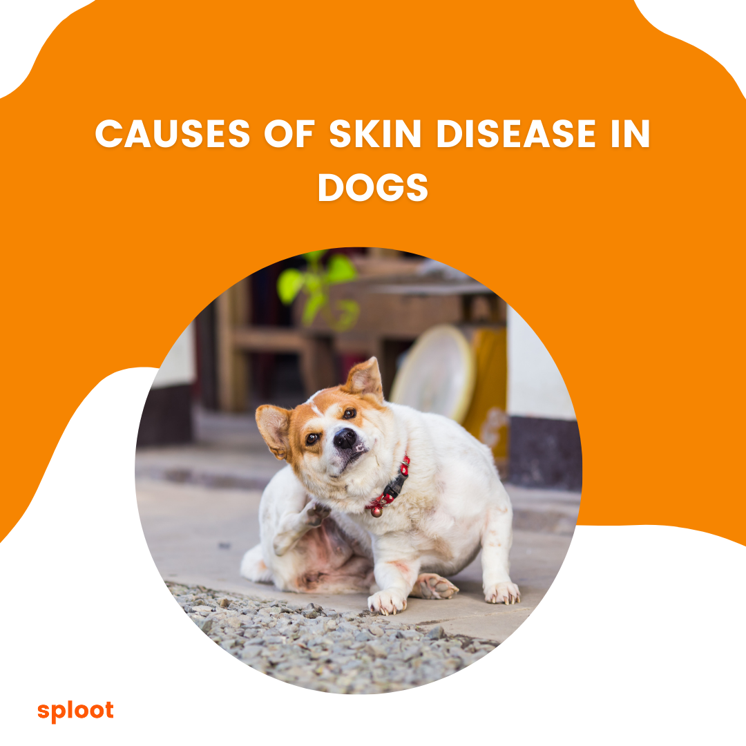 Causes of skin diseases in dogs