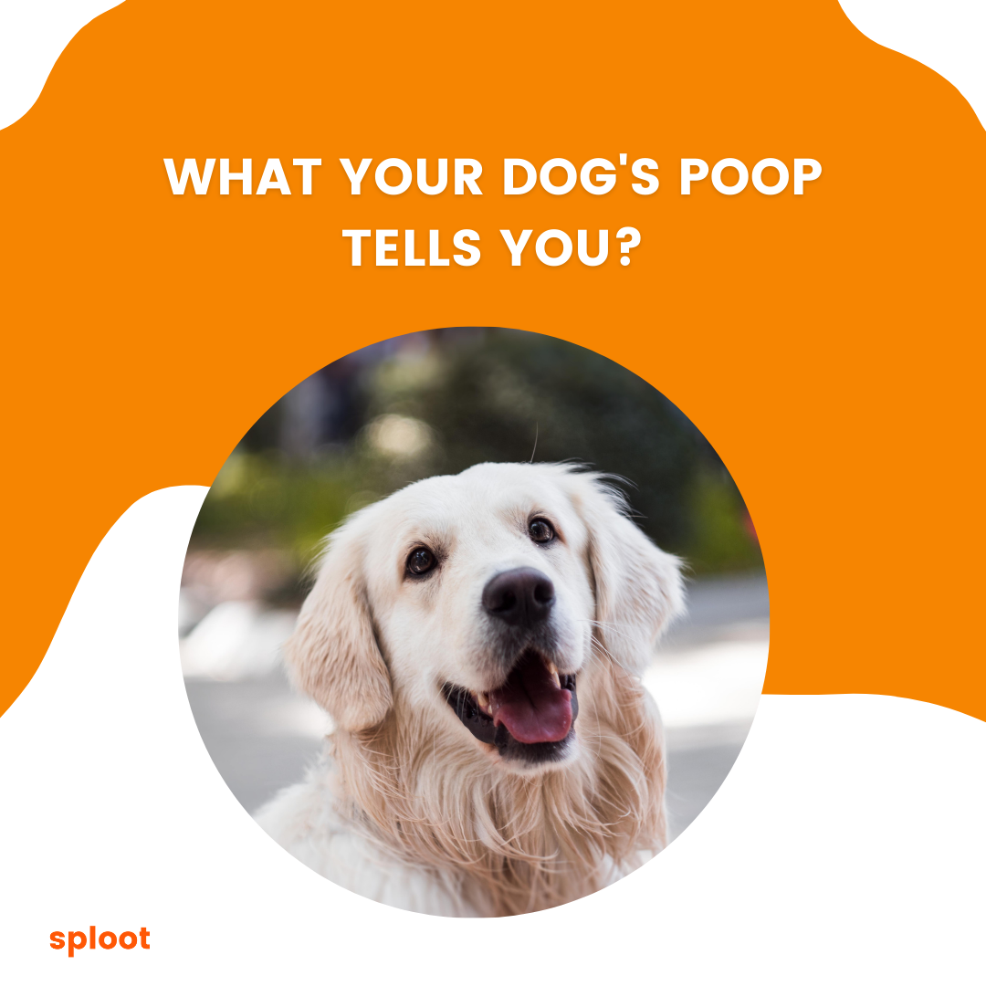What your dog's poop tells you