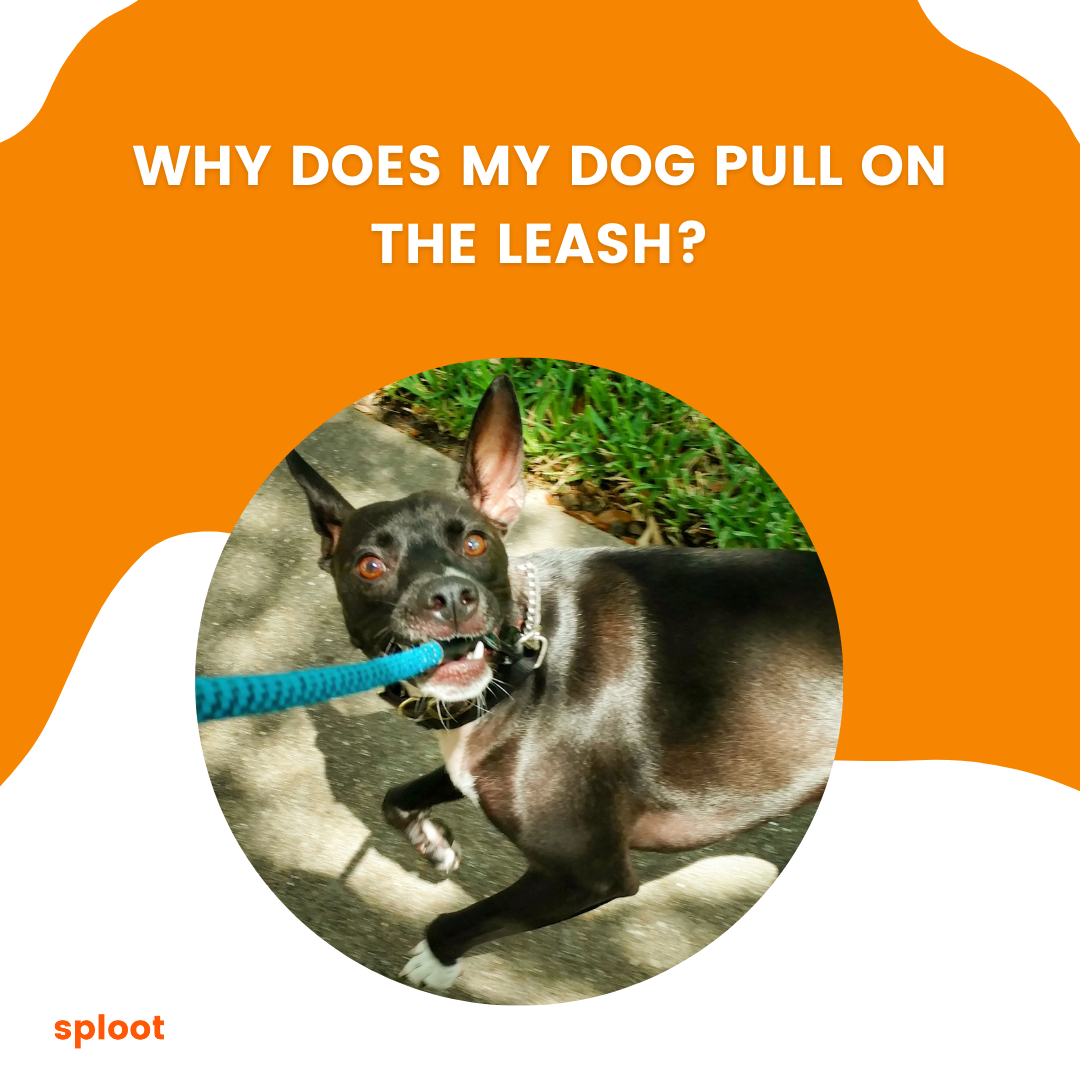 Why does my dog pull on their leash?