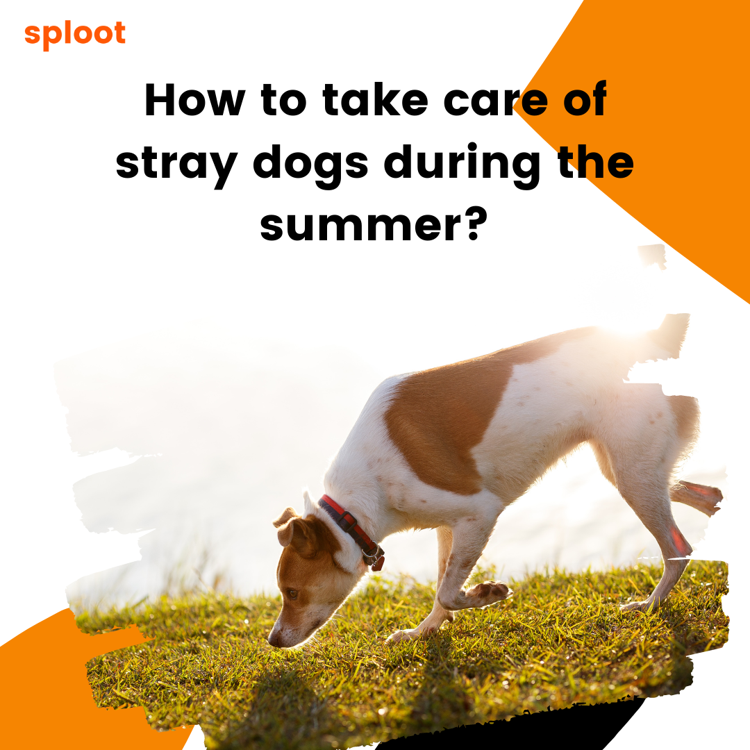 How to take care of stray dogs during the summer?