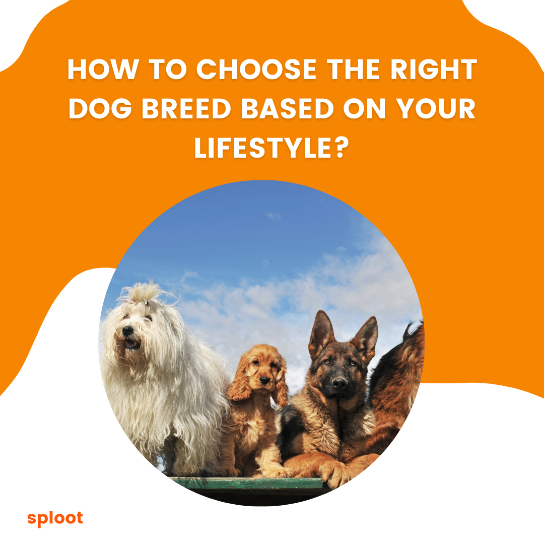 How to choose the right dog breed based on your lifestyle?